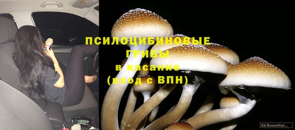 шишки Верея